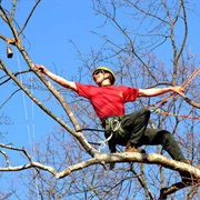 Competitive Tree Climbing