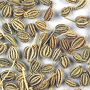 Ajwain