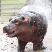 Hippo