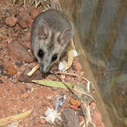 Boullanger Island Dunnart
