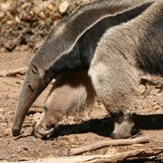 Giant Anteater