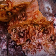 Cueva De Las Manos, Argentina