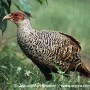 Cheer Pheasant