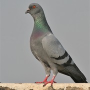 Rock Pigeon