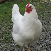 Hen