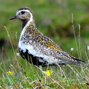 Golden Plover