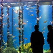 Aquarium Finisterrae, a Coruña