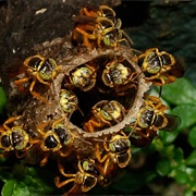 Jatai Bees