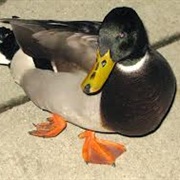 A Duck Can't Walk Without Bobbing It's Head