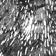 Moa Pillar - Humanity