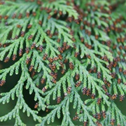 The Smell of a Cedar Tree