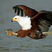 Fish Eagle