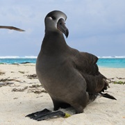 Black-Footed Albatross