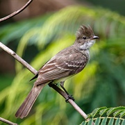 Large Elaenia (Elaenia Spectabilis)