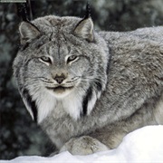 Lynx