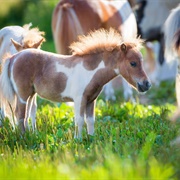 Miniature Horse