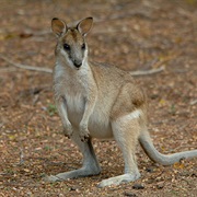 Agile Wallaby