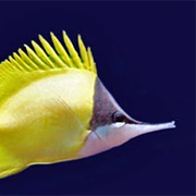 Butterfly Fish