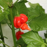 Trinidad Scorpion Butch T Pepper