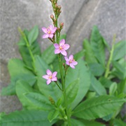 Ceylon Spinach (Talinum Fruticosum)