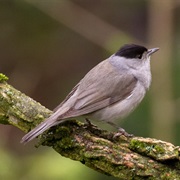 Blackcap