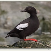 Pigeon Guillemot