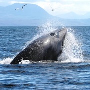 Hebridean Whale Cruises