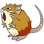 Raticate