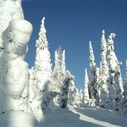 Snow on Spruce Trees