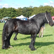 Dales Pony
