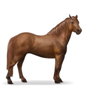 Connemara - Chestnut