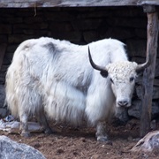 Yak
