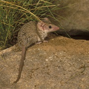 Long-Tailed Planigale