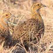 Greywing Partridge