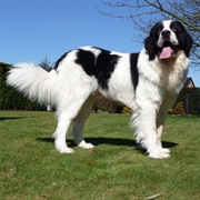 Landseer