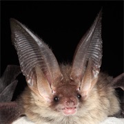 Canary Long-Eared Bat