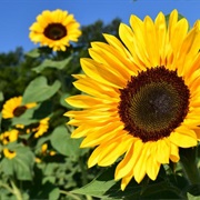 Common Sunflower (Helianthus Annuus)