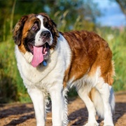 Saint Bernard