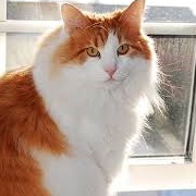 Kitty (War of the Roses)