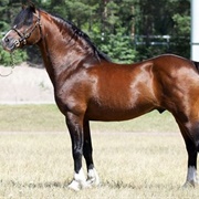 Welsh Pony of Cob Type (C)