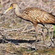 Limpkin