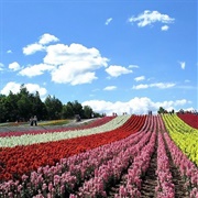 Furano, Japan