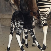 Okapi