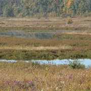 Michigan Wetland Management District