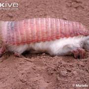 Pink Fairy Armadillo