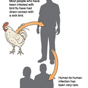 Bird Flu