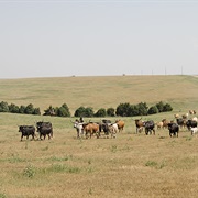 Great Western Cattle Trail