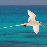 Bird Island, Seychelles