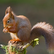 Red Squirrel