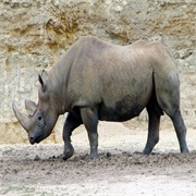 Western Black Rhinoceros